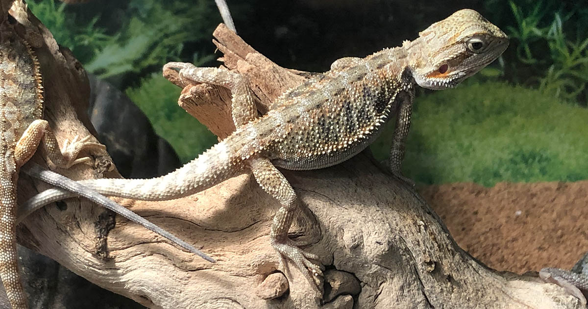 Exotic Reptiles Collection