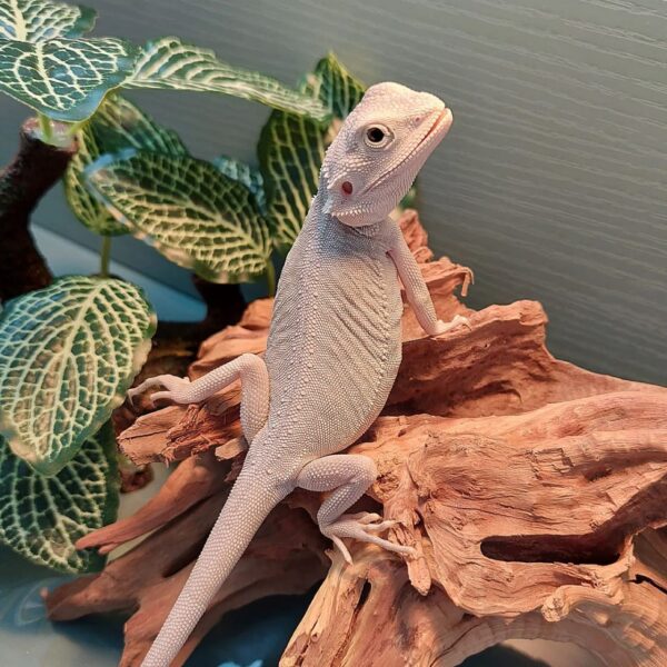 bearded dragon morphs for sale