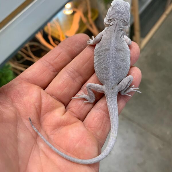 bearded dragon zero morph for sale