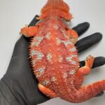 full grown bearded dragon