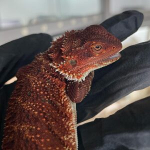 red bearded dragons for sale