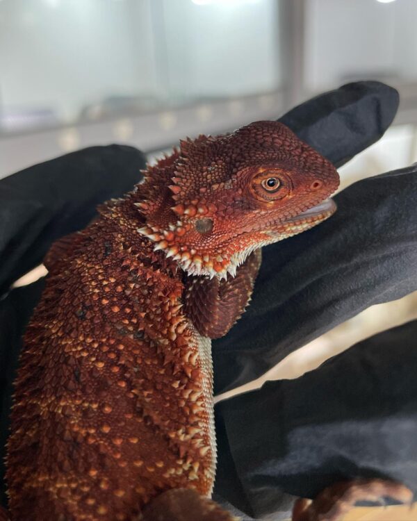 red bearded dragons for sale