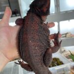red and black bearded dragon