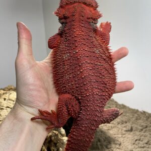 red and black bearded dragon for sale