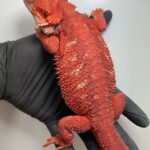 red monster bearded dragon