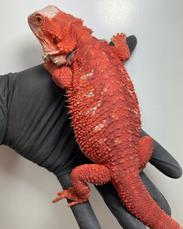 red monster bearded dragon