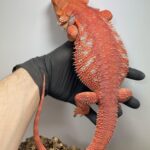 red bearded dragon for sale near me