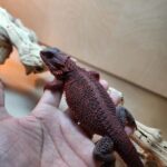 exotic bearded dragon