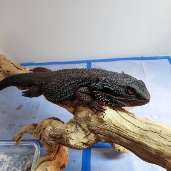 red bearded dragon for sale