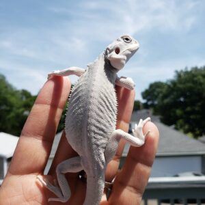 Wholesale Lot (10) Bearded Dragons *Mixed Morphs*