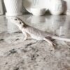 hypo zero bearded dragon