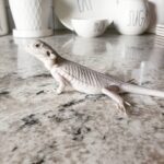 hypo zero bearded dragon