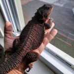 dark red bearded dragon