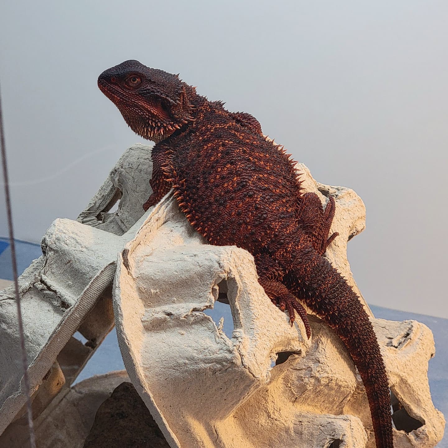 red morph bearded dragon