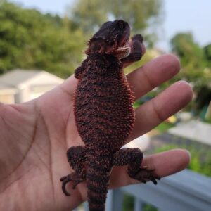 black and red bearded dragon
