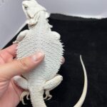 albino bearded dragon for sale
