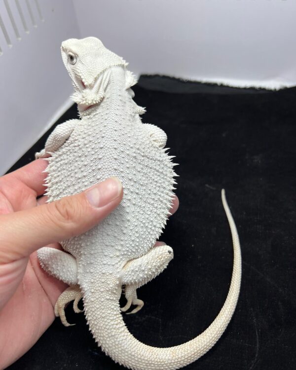 albino bearded dragon for sale