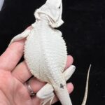 white bearded dragon for sale
