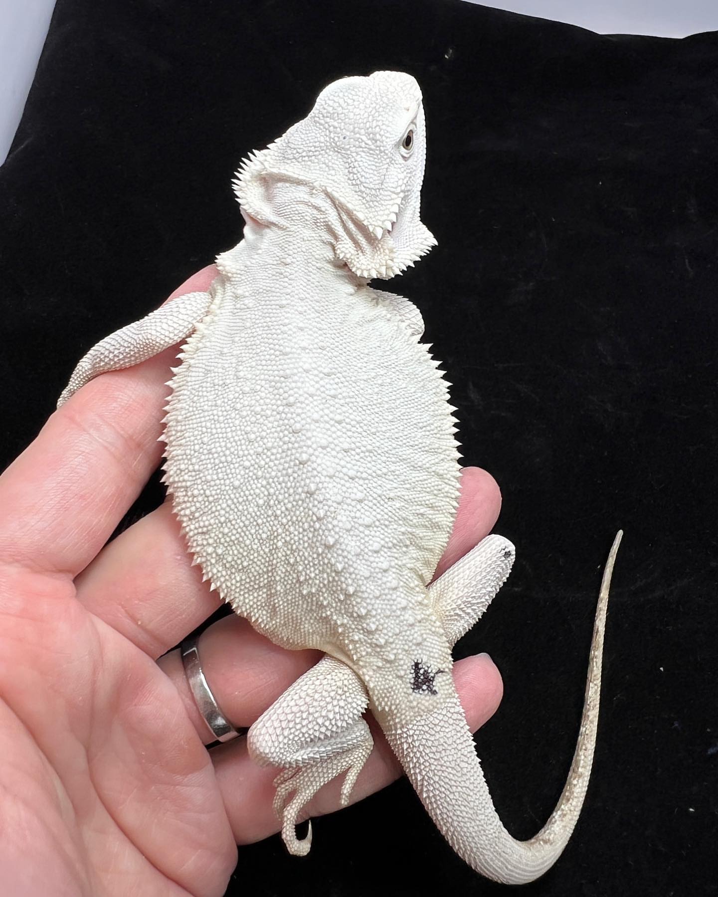 white bearded dragon for sale