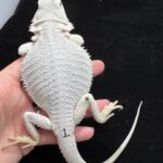 white bearded dragon