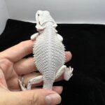 bearded dragon albino
