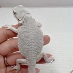 all white bearded dragon