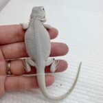 albino bearded dragons