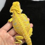 bearded dragon for sale