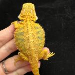 bearded dragons for sale