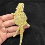 fancy bearded dragon