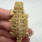 lemon fire bearded dragon