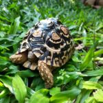 leopard tortoise for sale