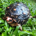 cherry head tortoise