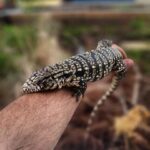 tegu lizards for sale
