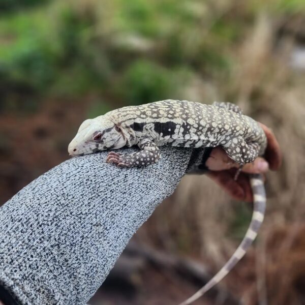 red tegu for sale