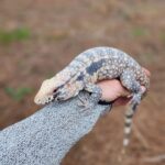 tegu lizard for sale near me