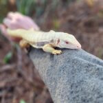 albino tegu