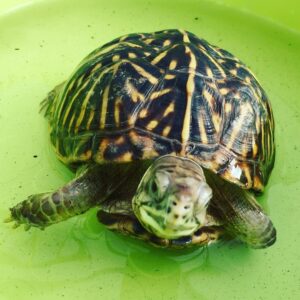 Ornate Box Turtle for sale