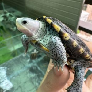 Diamondback Terrapin For Sale