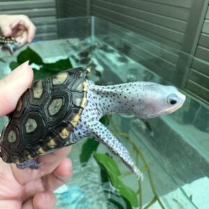 Diamondback Terrapin For Sale