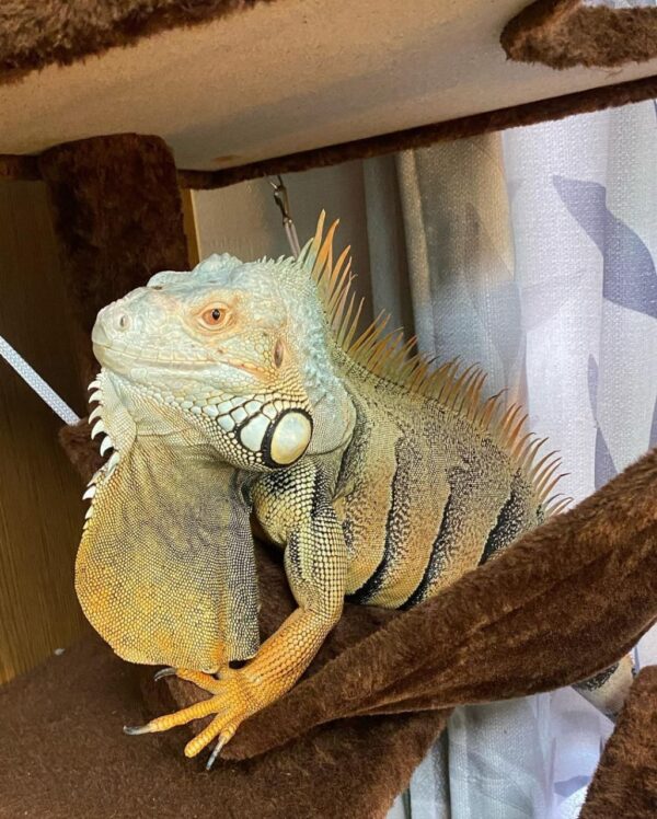 Green Iguana For Sale - Image 2