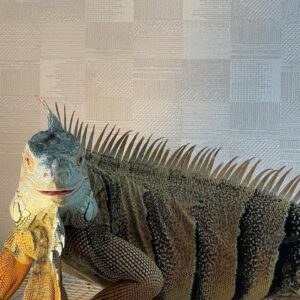 Green Iguana For Sale