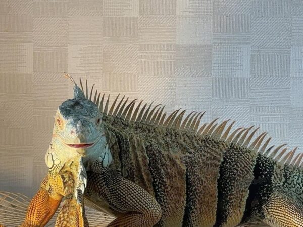 iguana for sale