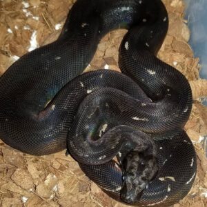 Black Devil Boa For Sale