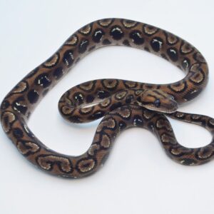 Anery Black Spot Brazilian Rainbow Boa For Sale