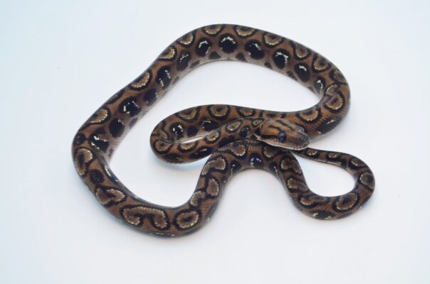 Anery Black Spot Brazilian Rainbow Boa