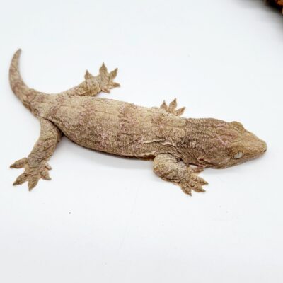 Gran Terre Leachianus Gecko