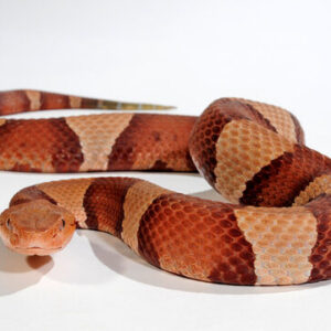 High Orange Trans-Pecos Copperhead For Sale