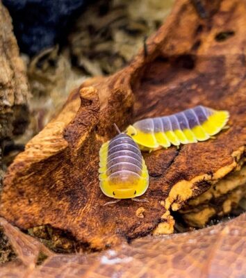 Blue Lemon Isopod