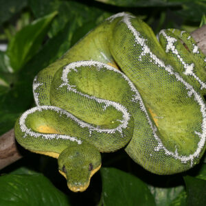 Amazon Basin Emerald Tree Boa For Sale